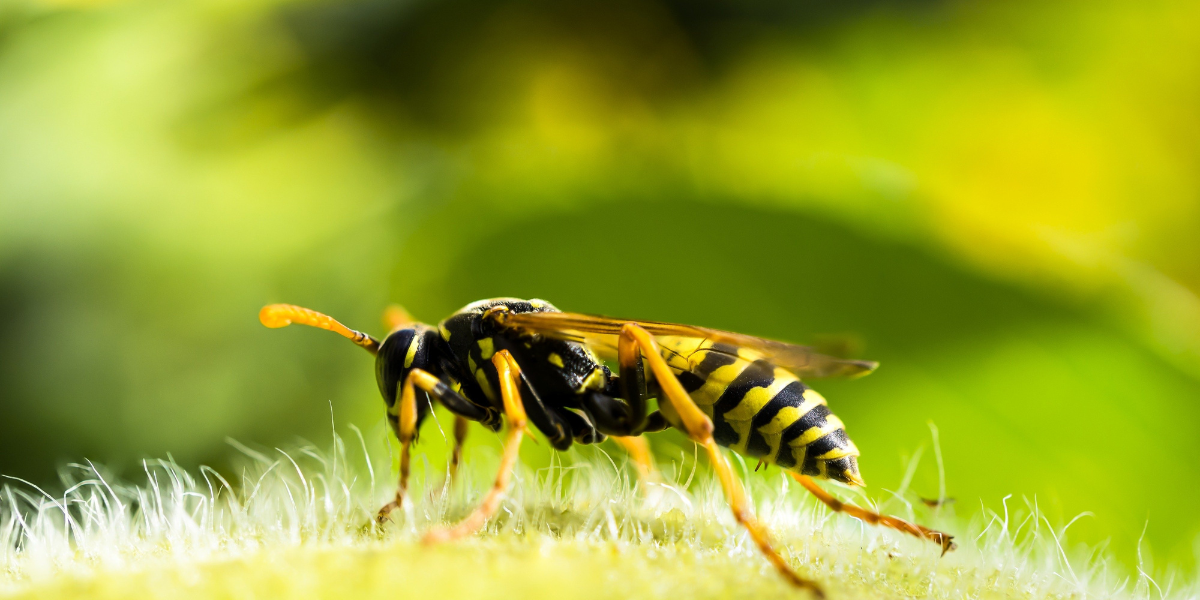 how-to-get-rid-of-wasps