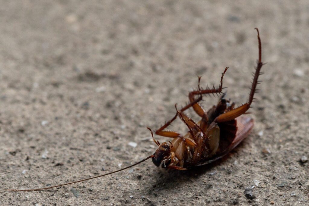 Hire Cockroach Exterminator in Queens NY