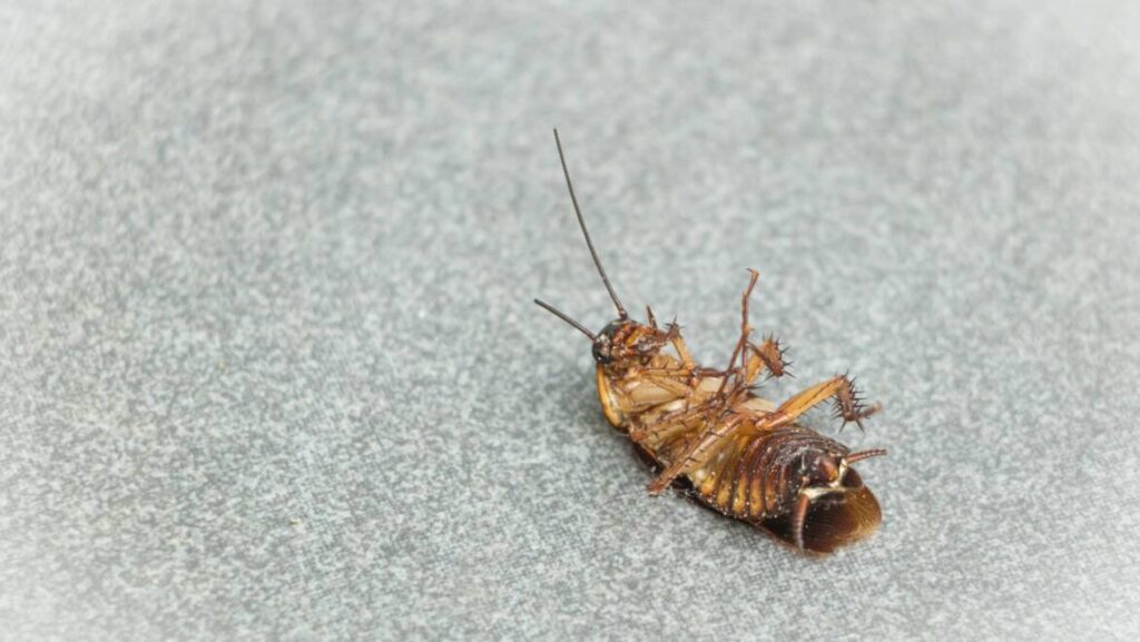 Cockroach Control in Queens: Steps to Eradicate Infestations