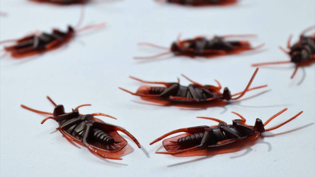 Call USS Pest Control today for Cockroach Control and removal in Queens NY