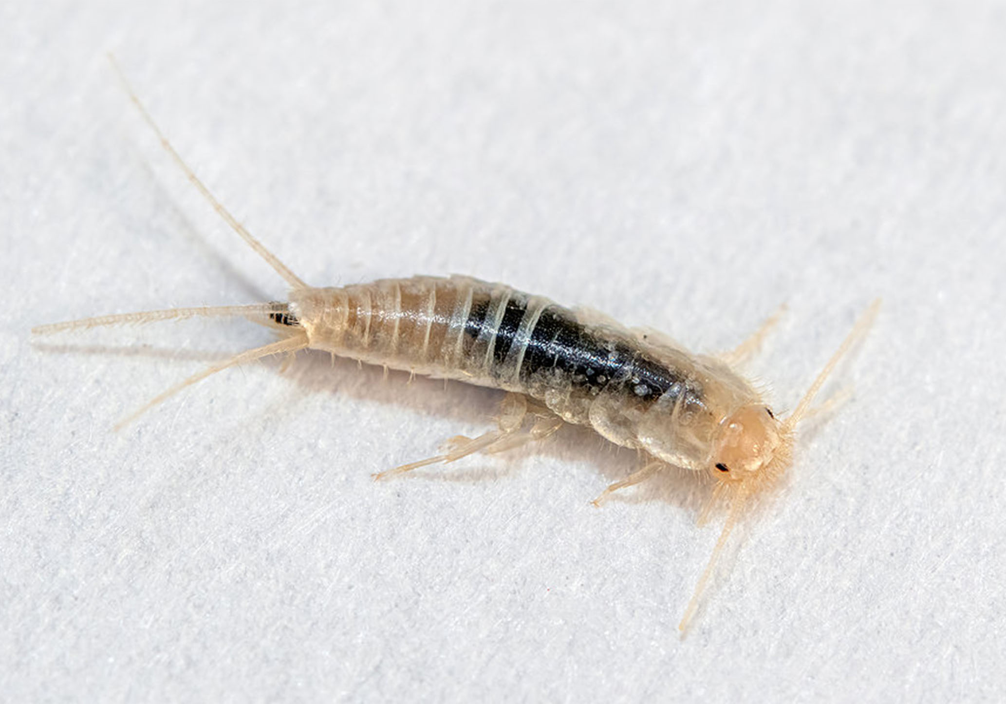 Silverfish control and removal