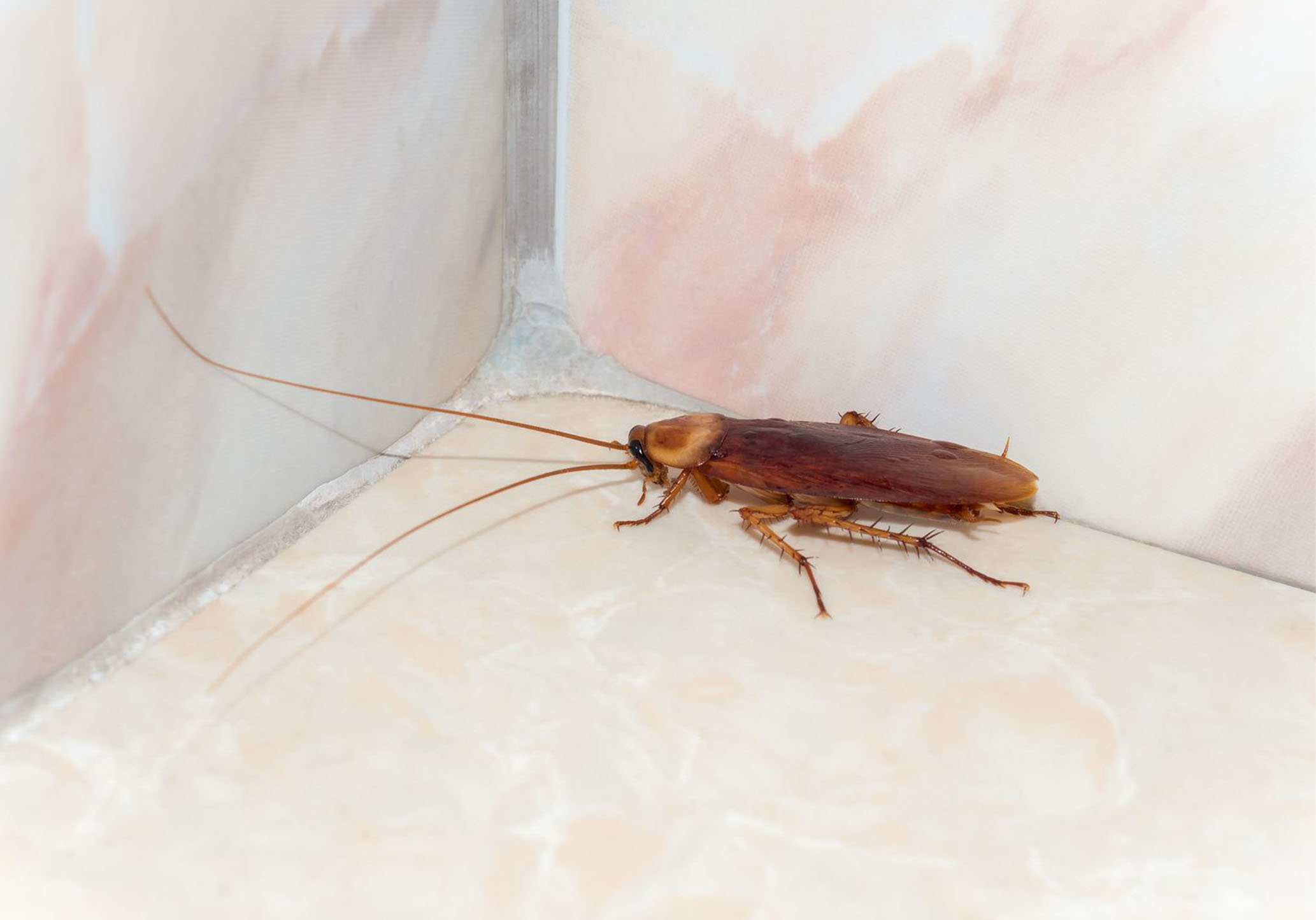 cockroach control and removal