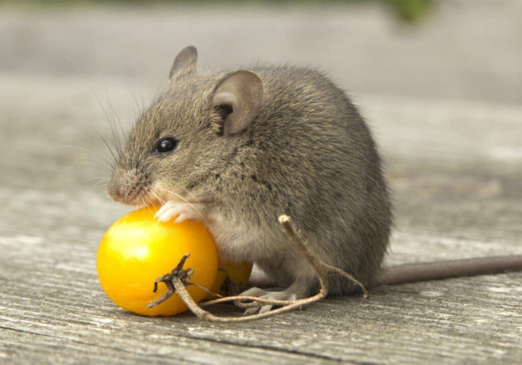 rodent control and removal