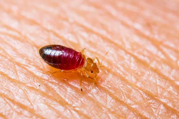 bed bug control and removal