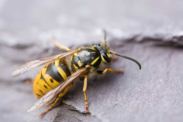 Bees exterminator