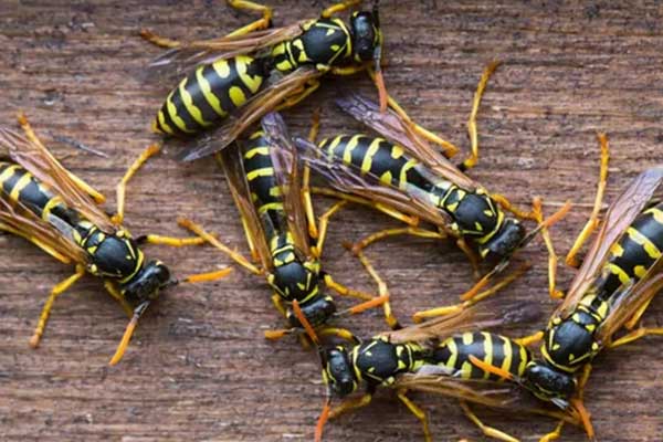 Bees and Wasp removal