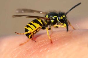 Wasp control and removal