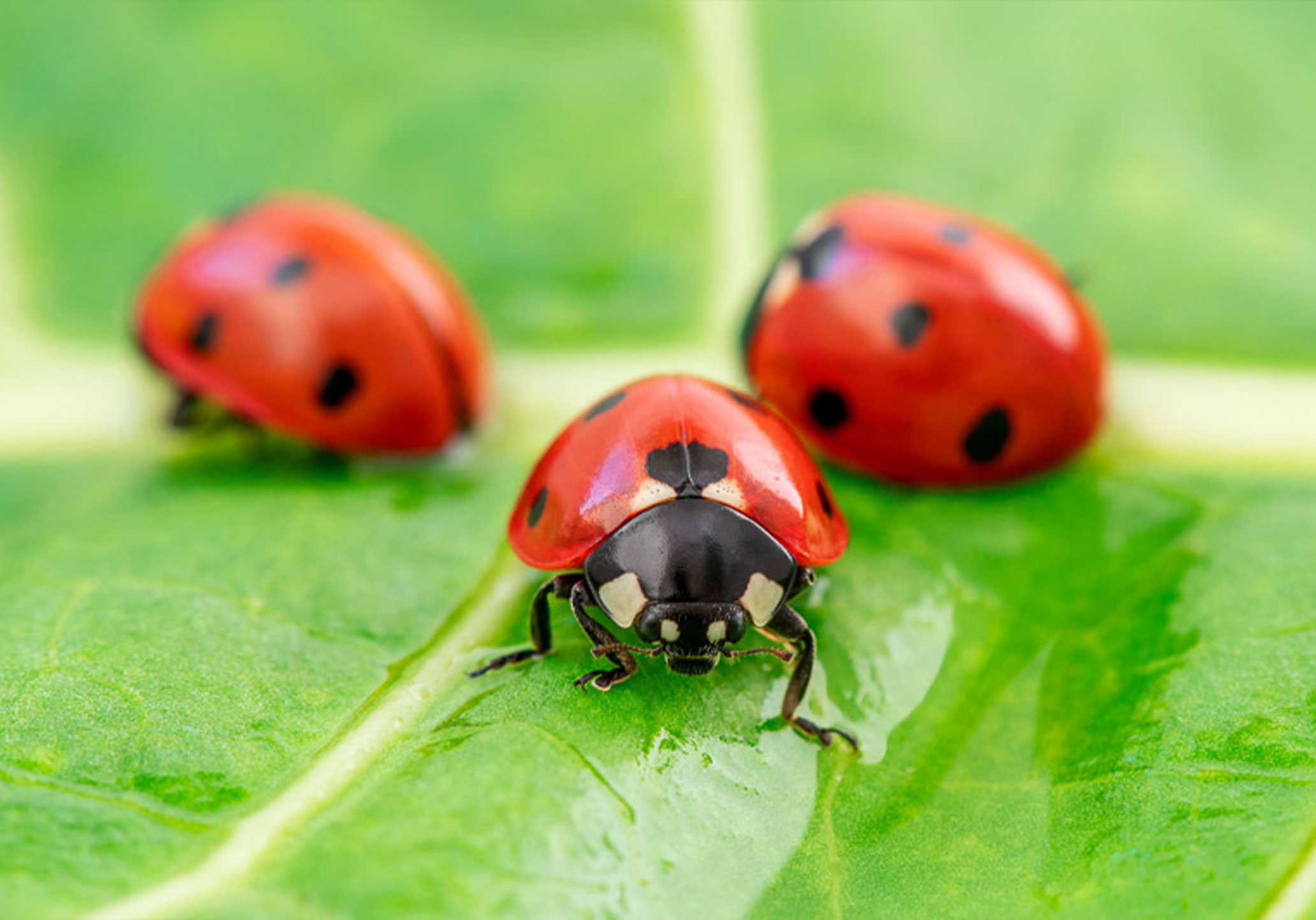 Lady Bug control and removal