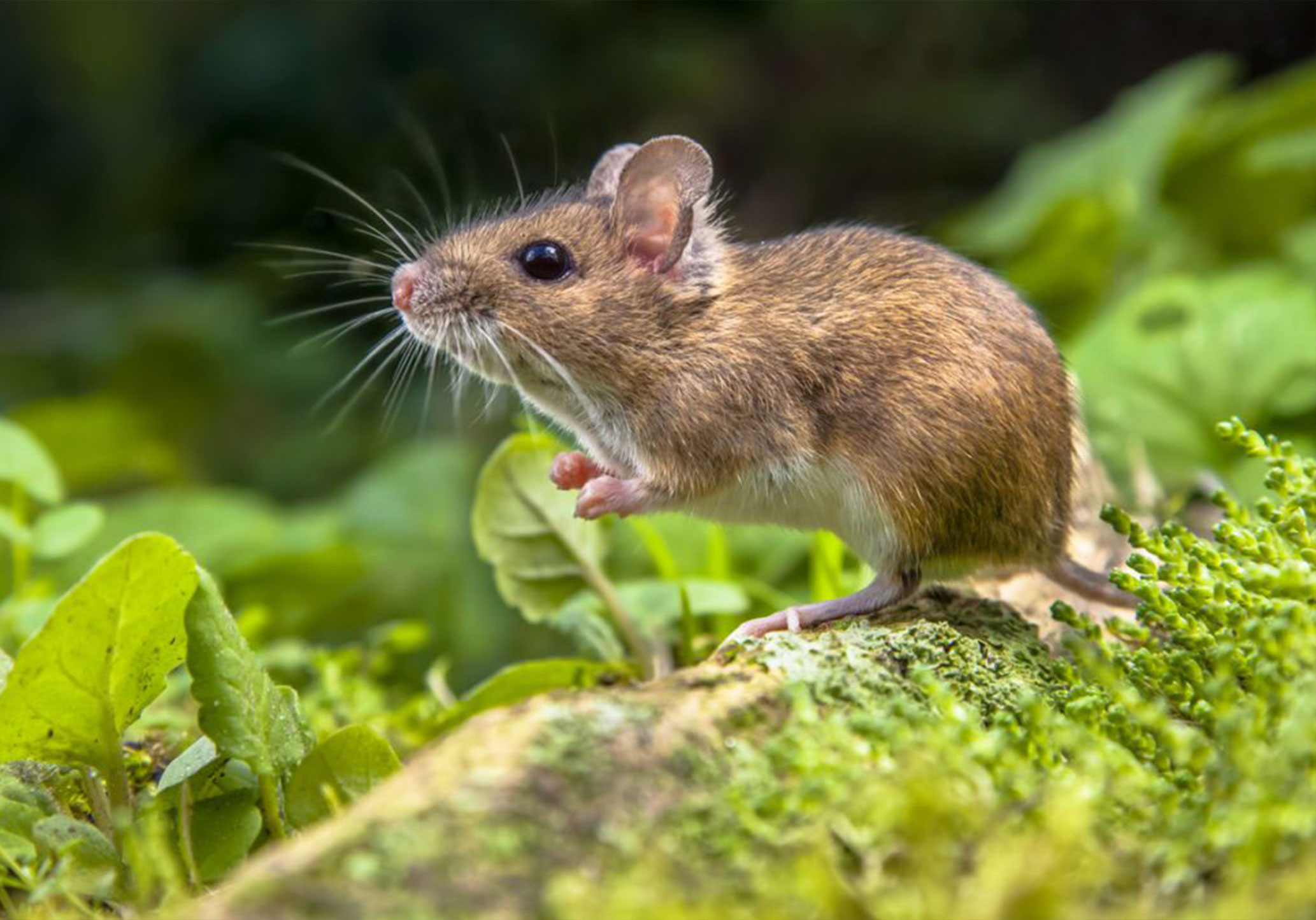 mice control and removal