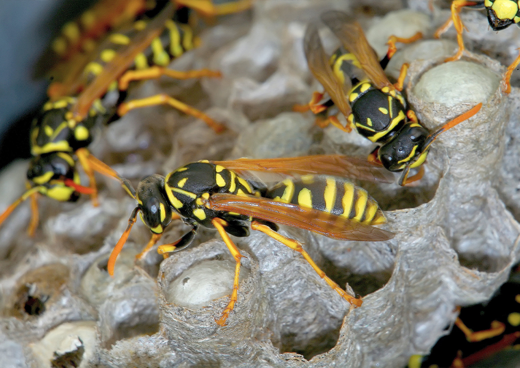 The Importance of Wasp Removal in Floral Park