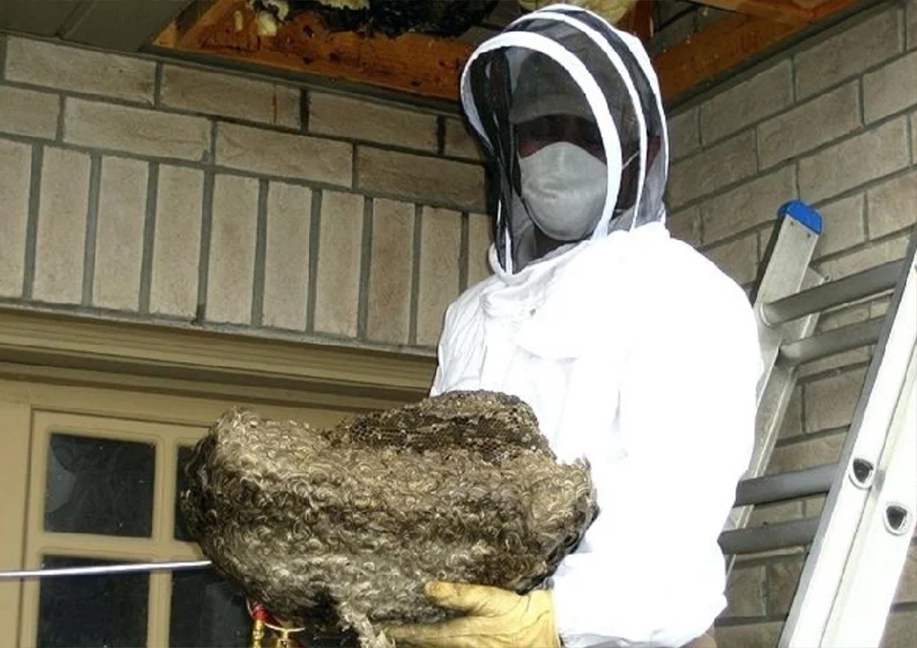 Wasp Nest removal