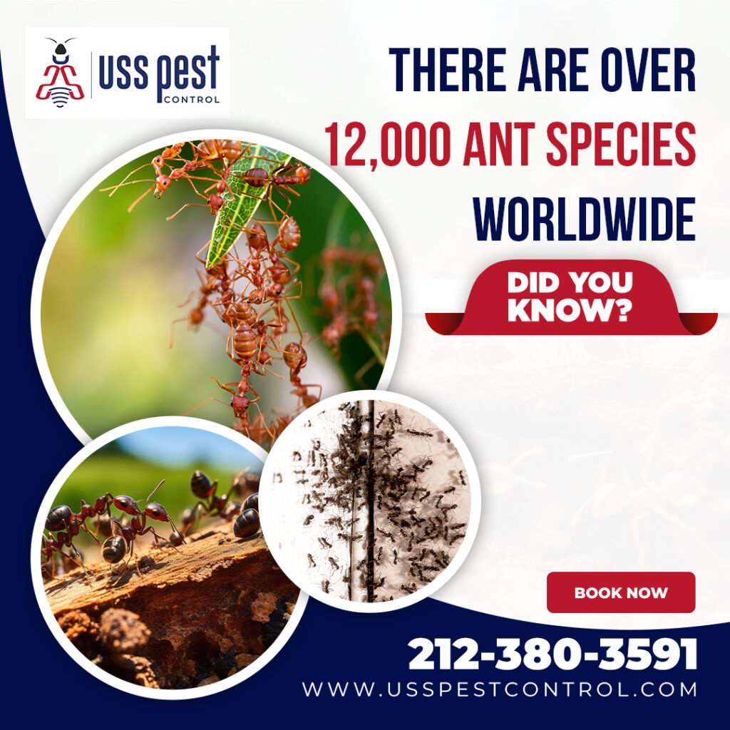 Effective Methods to Follow for a Successful Ants Control Elmont