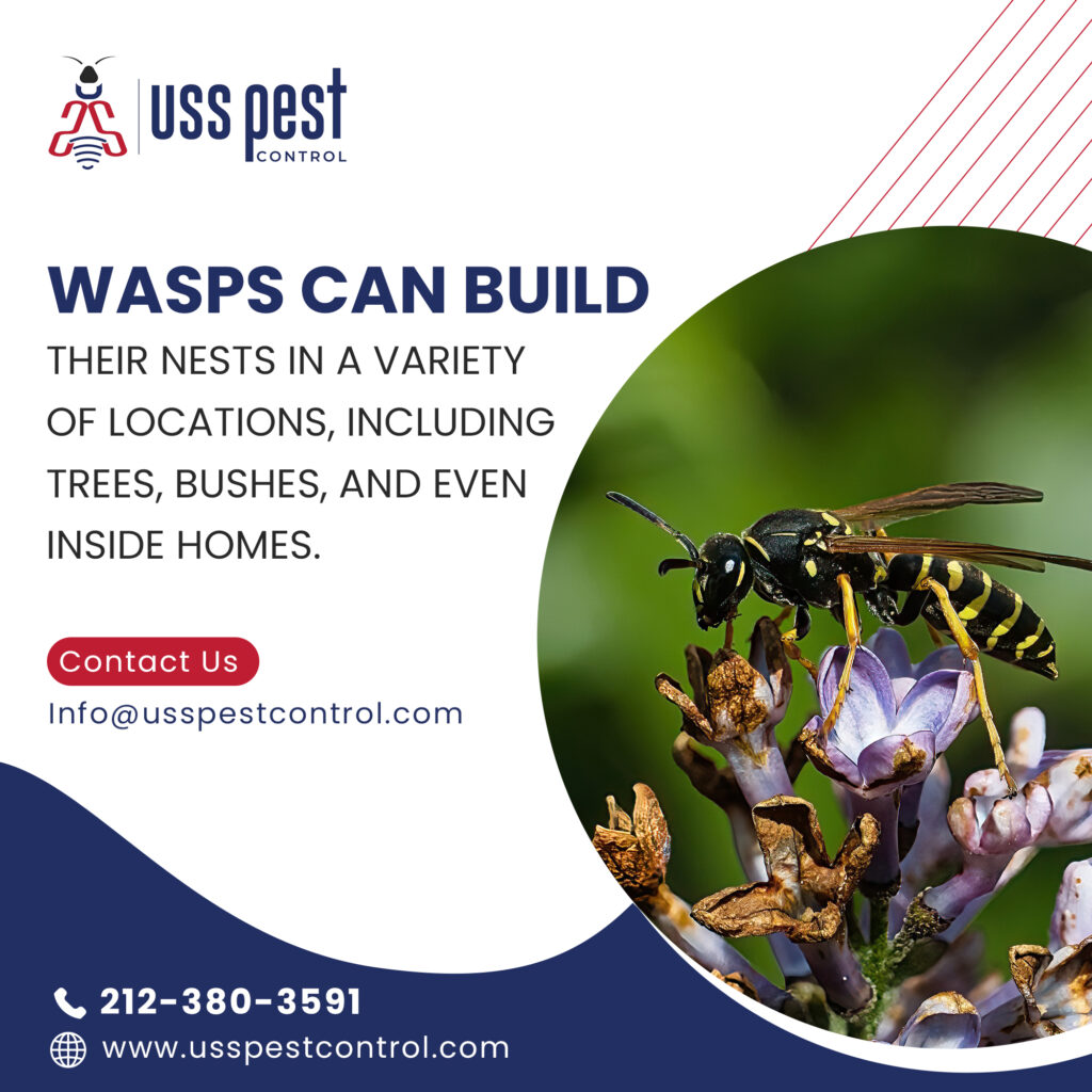 Wasp control Brooklyn