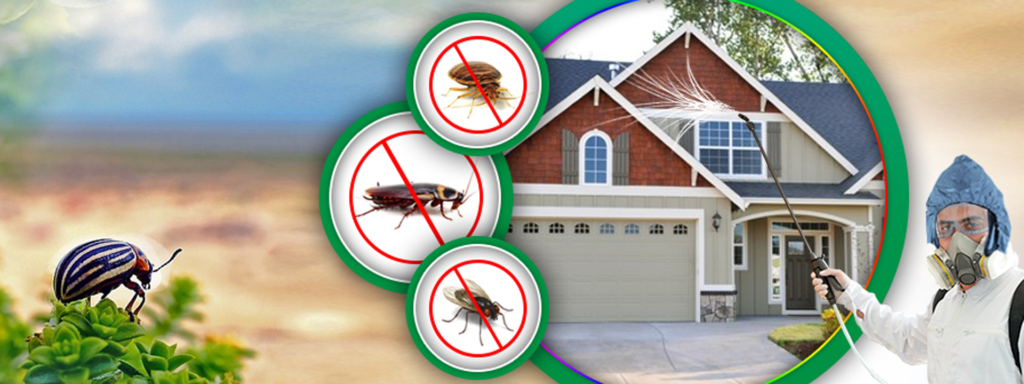 Best Pest Prevention Tips for 2024