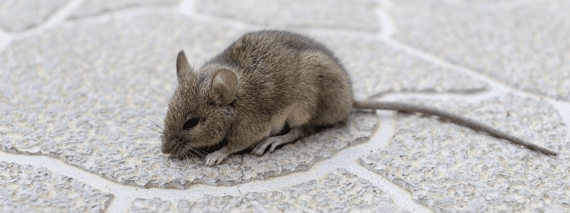 Why Mice Are Difficult to Eradicate in Elmont