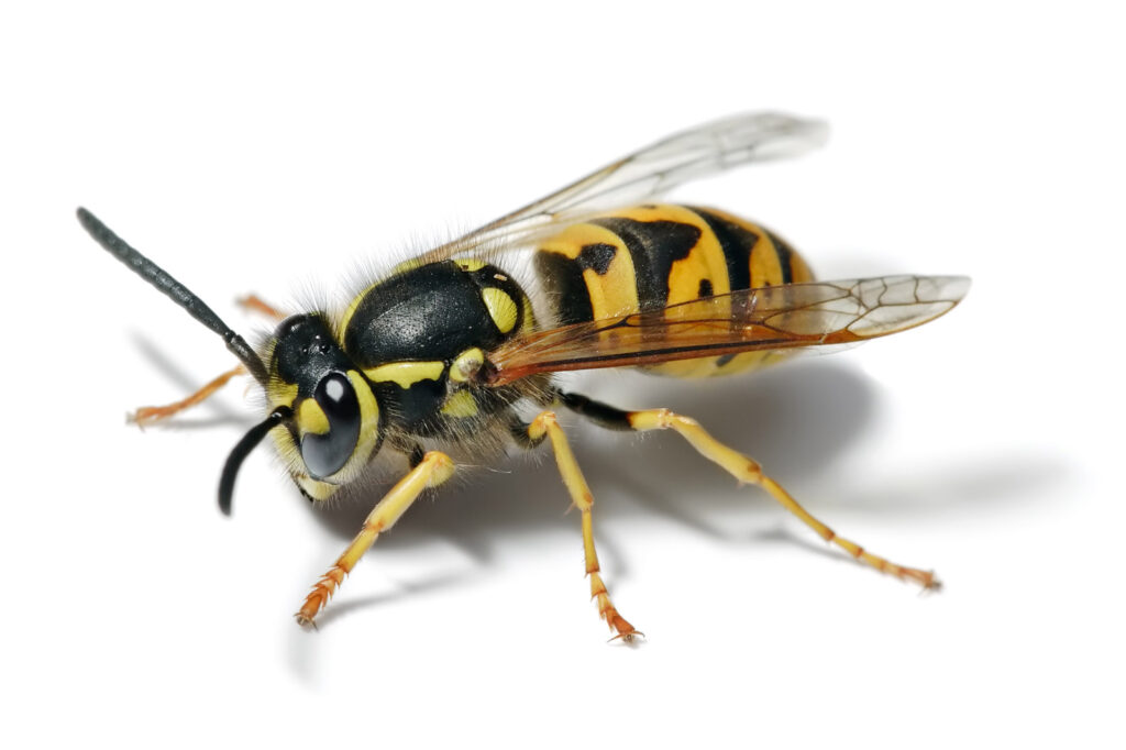 wasp control