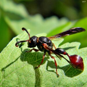 wasp control