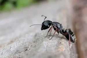 Ants