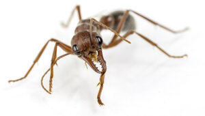 ant