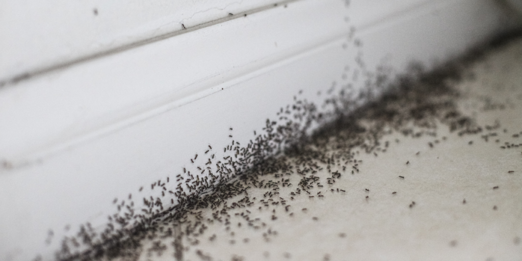 Pet Safe Ant Control That Protects Your Home Year-Round