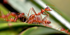 ants