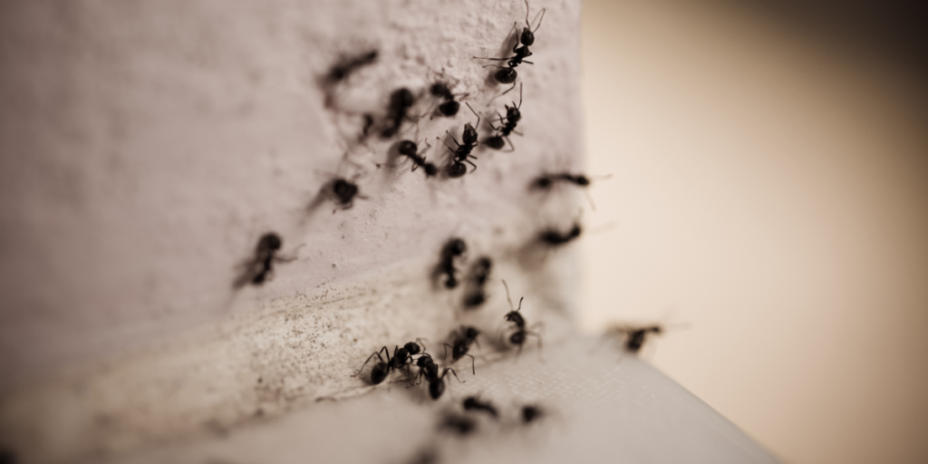 Ants in Summer: Understanding Their Behavior and Nesting Habits