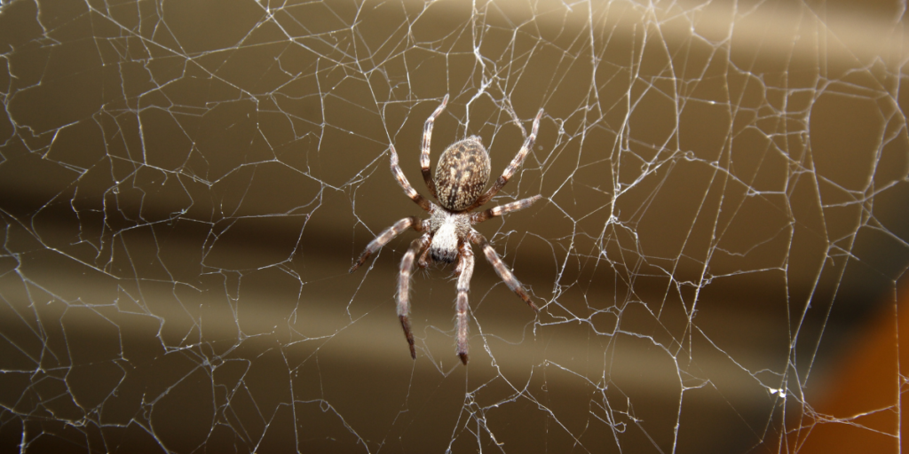 How to Control Spider in Your House and Prevent Future Visits