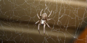 how-to-control-spider-in-your-house
