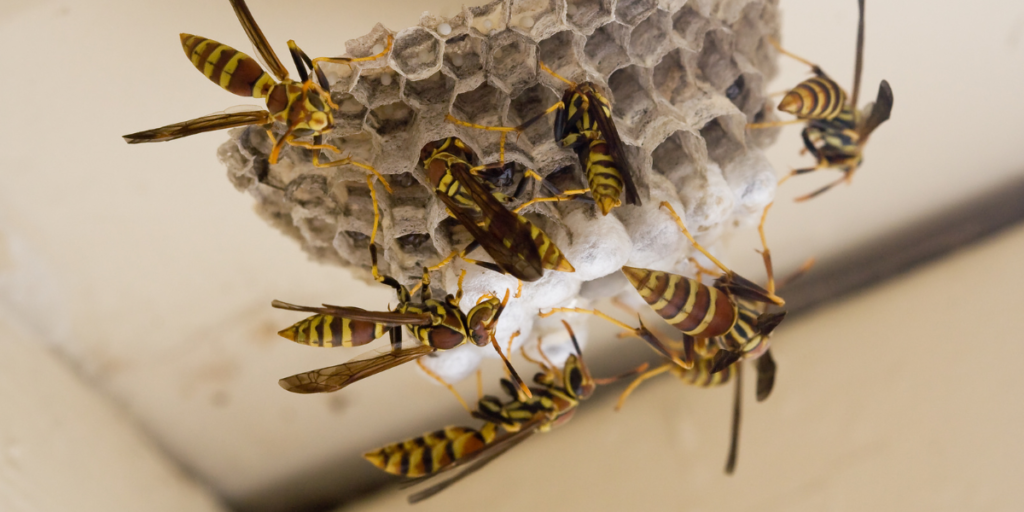 Remove Wasp Nest Safely: A Step-by-Step Guide for Homeowners