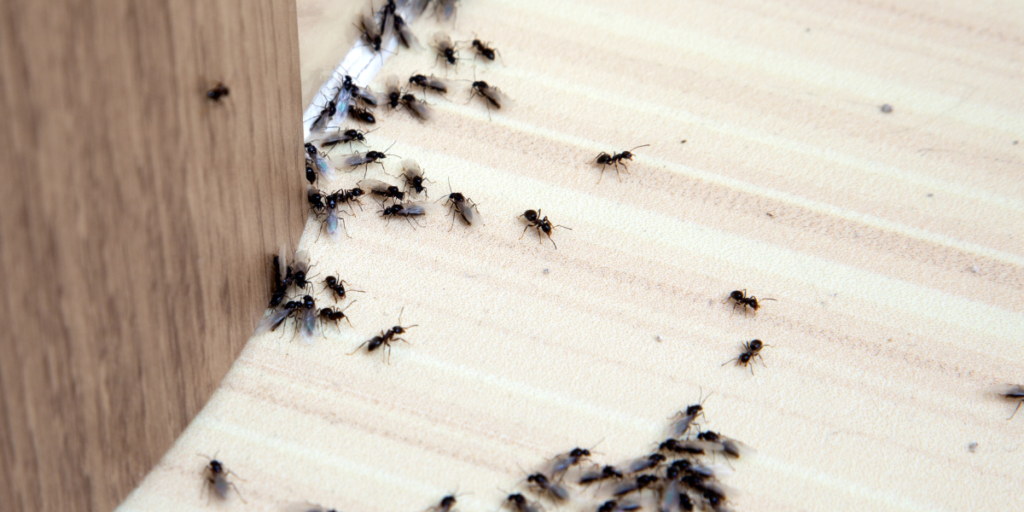 The Complete Handbook to Summer Pests Prevention