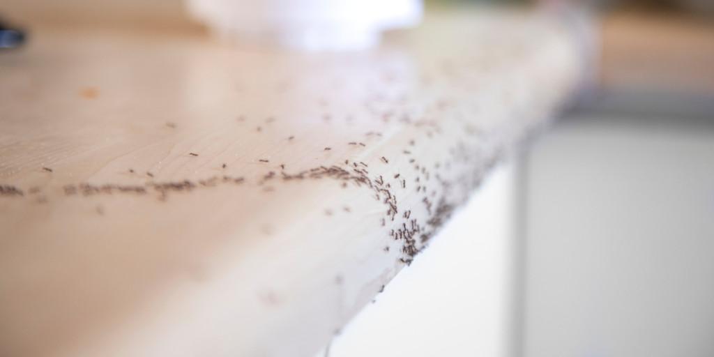 Ant Control Tips for Food Storage and Pantry Protection