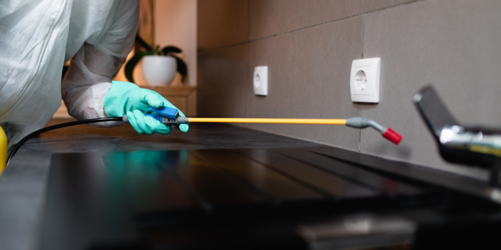 Common House Pests: What Attracts Them and How to Stop It 