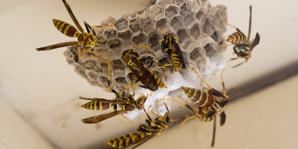 How to Get Rid of Wasps and Keep Them from Coming Back?