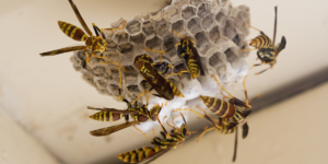 how-to-get-rid-of-wasps