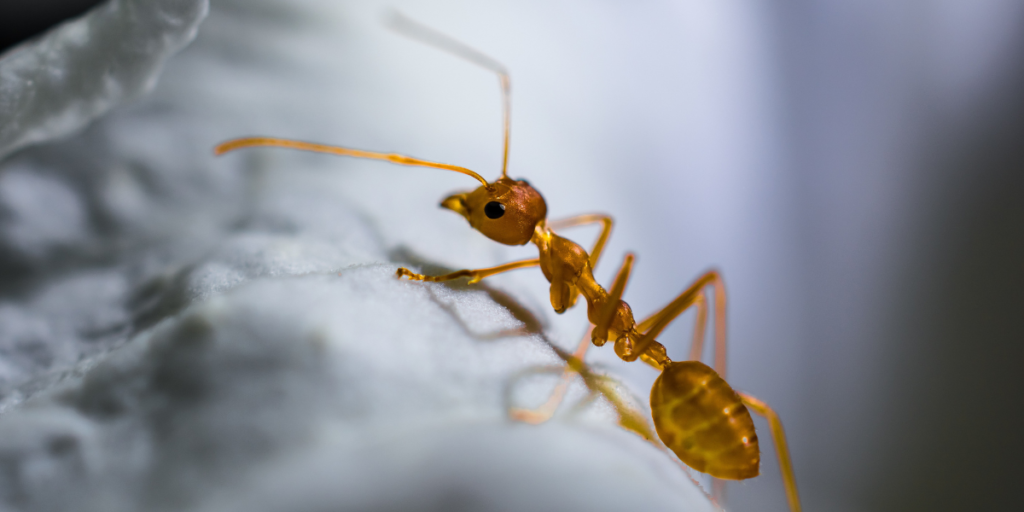 Pet-Friendly Ant Control Tips Every Pet Owner Should Know