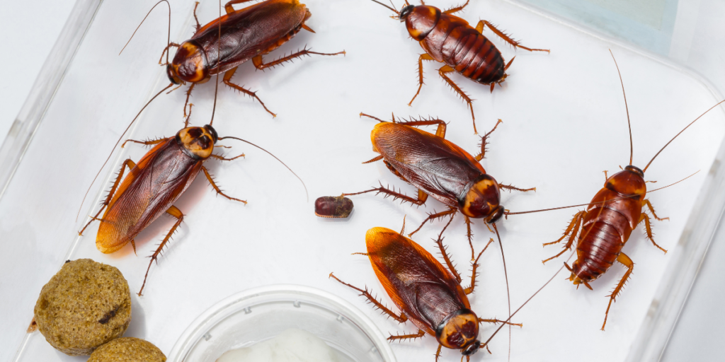 Types of Cockroaches and How Each One Threatens Your Health