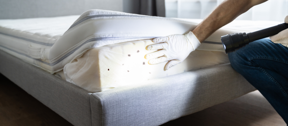 bed-bug-control-elmont