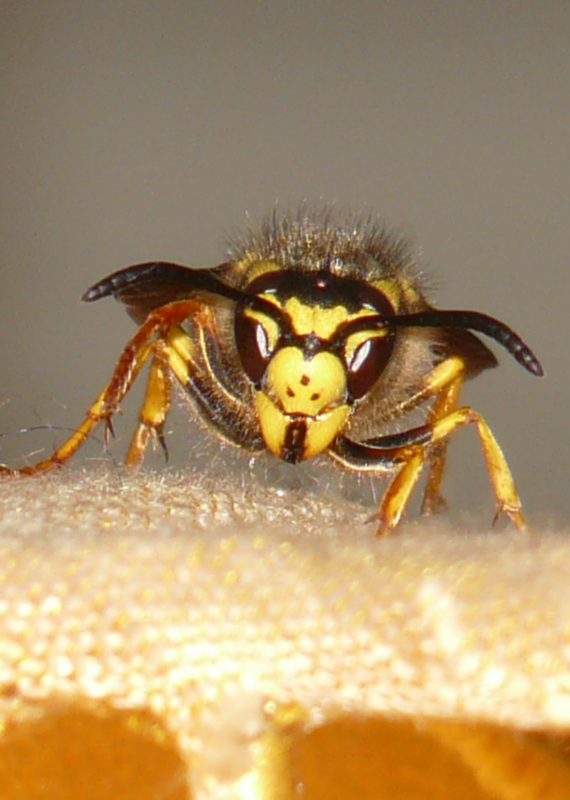 wasp-control-elmont