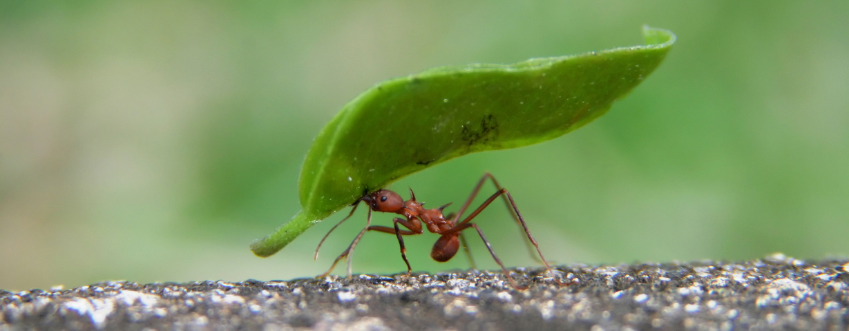 ant-control-elmont