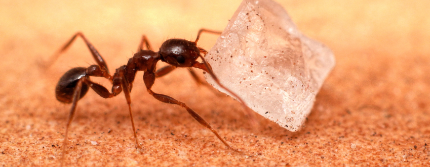 ant-control-elmont