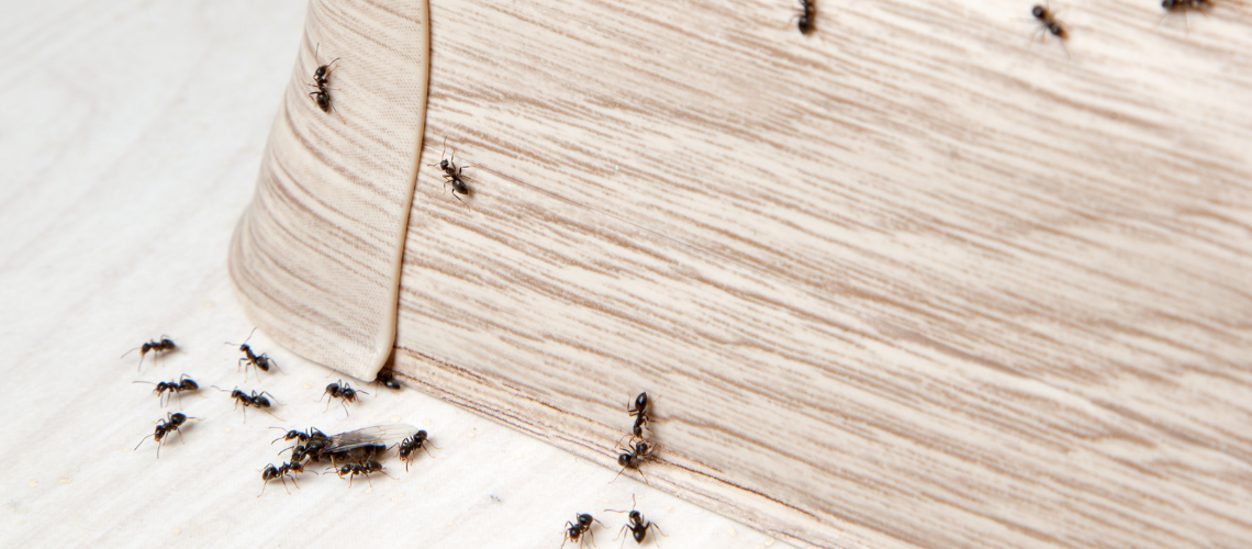 ant-control-elmont