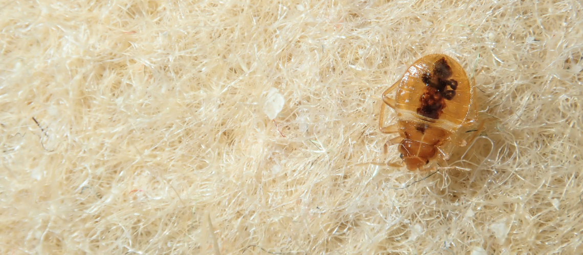 bed-bug-control-south-floral-park