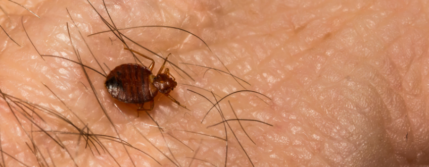 bed-bug-control-elmont