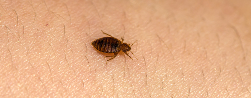 bed-bug-control-elmont