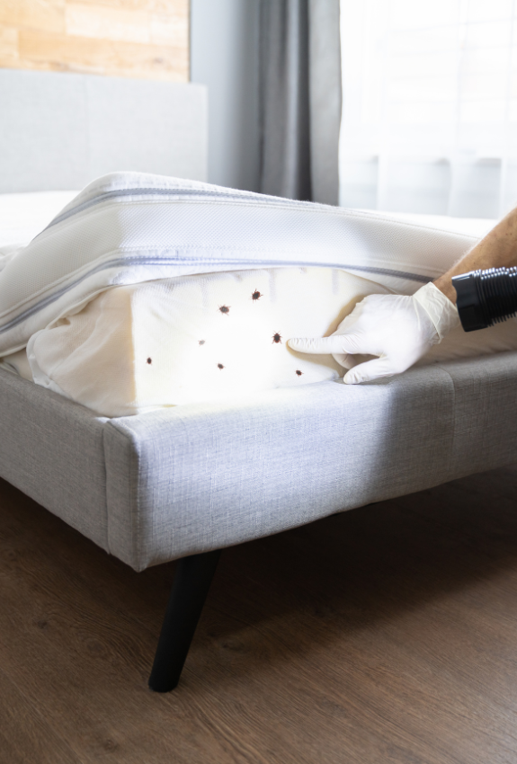 bed-bug-control-elmont