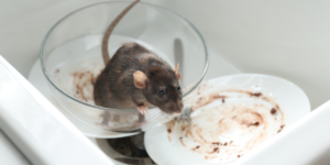 best-mice-control-methods