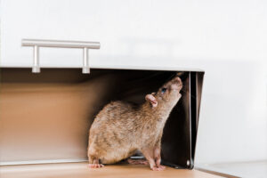 best-rodent-control-methods