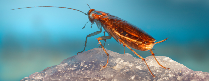 cockroach-control-elmont