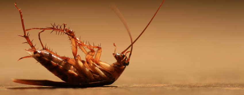 cockroach-control-elmont
