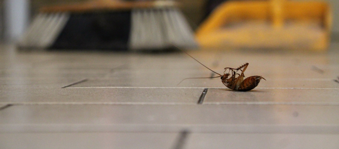 cockroach-control-elmont